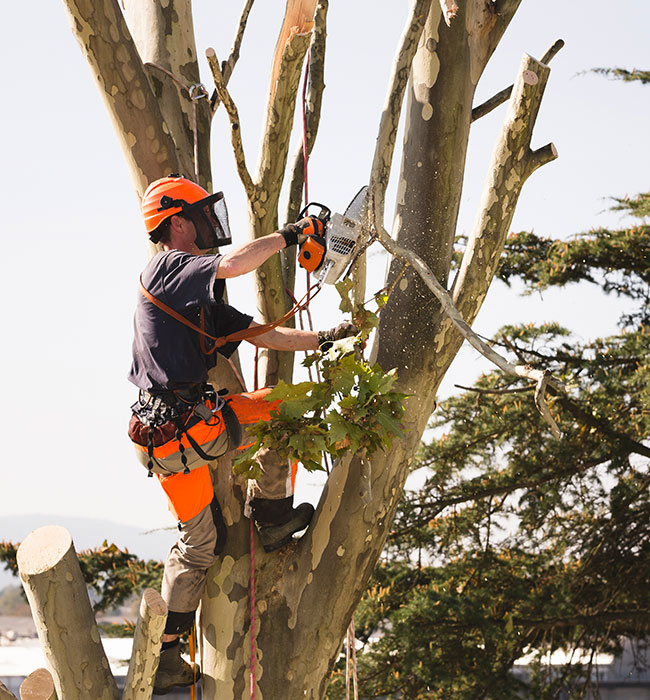 Mclellan Tree Service Inc. Tree Expert